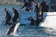 Kaikoura Swim with Dolphins Tour from Christchurch