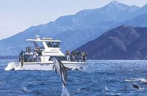 Kaikoura Swim with Dolphins Tour from Christchurch