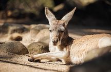 Sydney Taronga Zoo's Aussie Backyard Adventure Tour