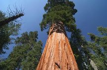 Sequoia National Park Adventure from Tulare