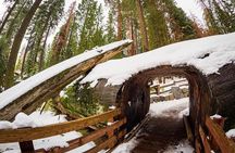 Sequoia National Park Adventure from Tulare