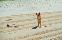 Dingos 3 Day K'Gari (Fraser Island) ​4WD Tag-Along Tour