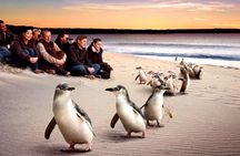 [Private Tour] “Penguin Parade” Phillip Island Tour. 