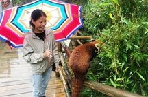 Visiting Chengdu Panda Base in a Half Day