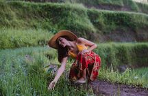 Bali Full Day Tour: Highlights of Ubud and Hidden Waterfall
