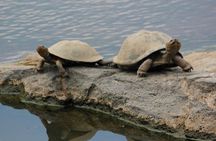 Cruise on Blyde Dam & Moholoholo Rehab Centre Day Tour from Hazyview