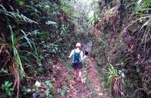 Hiking Mountains and Magical Forests