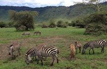 Full-Day Tarangire National Park Tour
