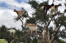 Goats climbing the trees