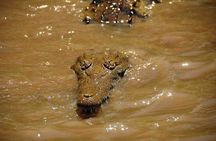 Wildlife Safari Tour 