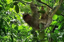 Wildlife Safari Tour 