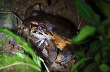 Night walk in Rainforest - Next to the Arenal Volcano!