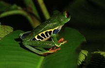 Night walk in Rainforest - Next to the Arenal Volcano!