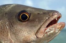 Boca Raton Inshore Fishing Trip