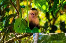 Monkey tour. 