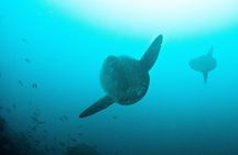 Nusa Penida Two Dives Trip for Certified Divers