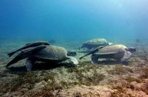 Abu Dabbab Beach Full Day From Hurghada