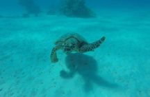 Abu Dabbab Beach Full Day From Hurghada