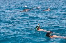 Doiphin Trip With Banana Boat vip