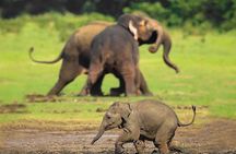 Udawalawe National Park Safari with Private Driver-Jeep and Enter ticket 
