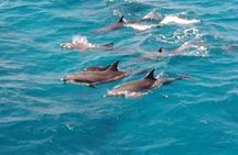Doiphin Trip With Banana Boat vip