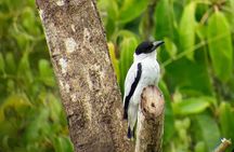 Cloud Forest Adventure: Hike the Mystical Canopy!
