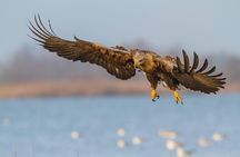 BIRDWATCH - Premium guided canoe tour at Cape Vente, Nemunas Delta Regional Park