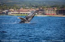 Kauai's Ultimate South Side Whale & Dolphin Zodiac Boat Adventure