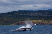 Kauai's Ultimate South Side Whale & Dolphin Zodiac Boat Adventure