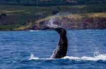 Kauai's Ultimate South Side Whale & Dolphin Zodiac Boat Adventure