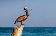 Scuba diving in Rosario Islands 