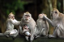 Bali Full Day Tour: Highlights of Ubud and Hidden Waterfall