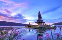 Dolphin Discovery: Exploring the Wild Habitat in North Bali