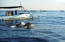 Dolphin Discovery: Exploring the Wild Habitat in North Bali