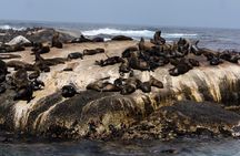 Cape Town: Peninsula, Cape of Good Hope & Boulders Beach Penguins