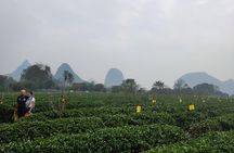 Half-Day Guilin City Tour: Reed Flute Cave and Tea Plantation
