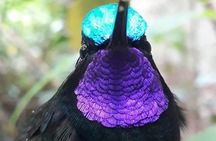Cloud Forest Adventure: Hike the Mystical Canopy!