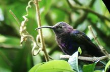 Cloud Forest Adventure: Hike the Mystical Canopy!