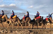 Camel ride in palm grove 