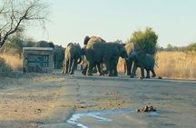 Ultimate Safari to Pilanesberg National Park From Johannesburg