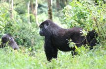 4 Day Gorillas, Wildlife and Chimpanzee Trek at Kibale 