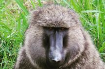 4 Day Gorillas, Wildlife and Chimpanzee Trek at Kibale 