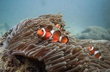 Discover Scuba Diving (DSD) 1 day Experience