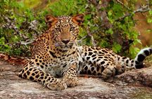 Yala National Park Safari - Private Tour