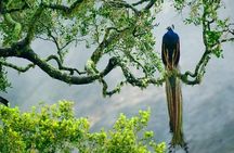 Yala National Park Safari - Private Tour