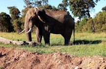 Amboseli National Park Day Tour from Nairobi