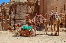 Aqaba Shore Excursion: Private Petra Sightseeing Tour with Lunch