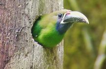 Birdwatching in Monteverde