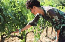 Half-Day Chianti Wine Tasting from Florence with Two Wineries