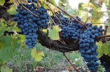  Private Custom Niagara Falls, Canada Winery Tour from Buffalo,NY